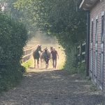 Hitzewelle kann tödlich sein